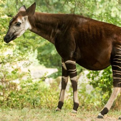 Okapi : mode de vie, alimentation, où le voir