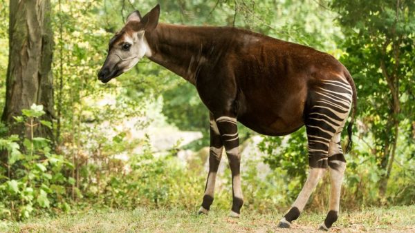 Okapi : mode de vie, alimentation, où le voir