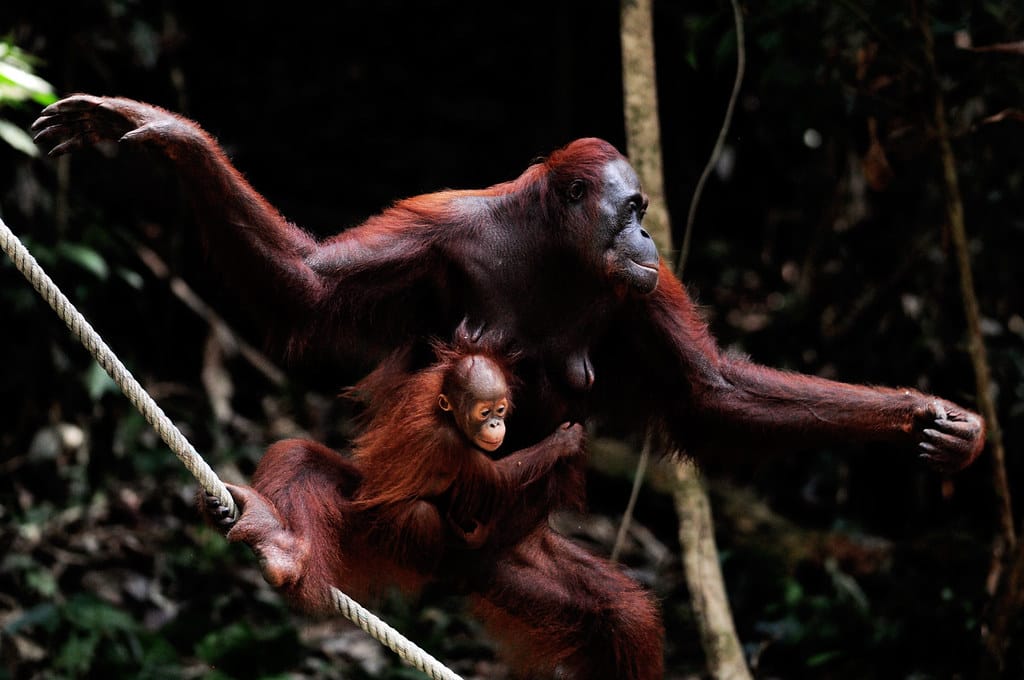 orang outan dans un arbre