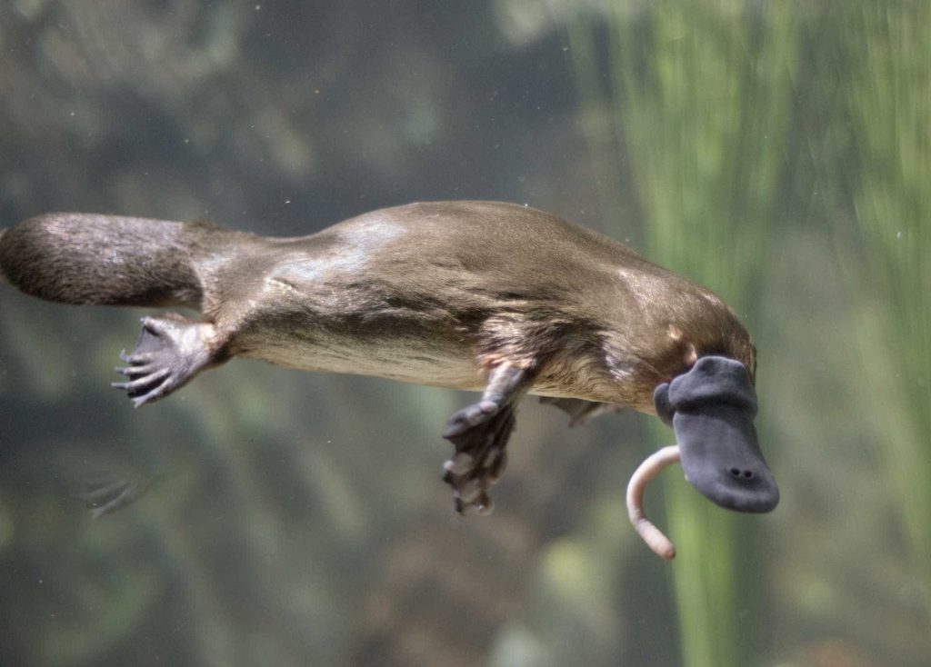 ornithorynque