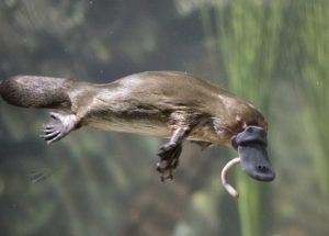 ornithorynque