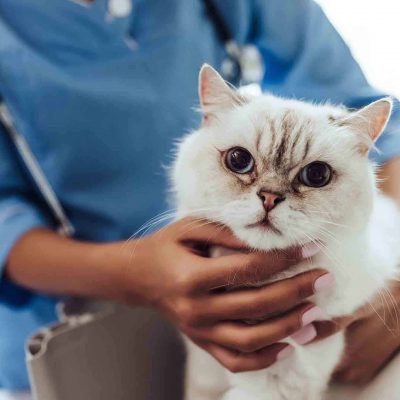 L’ostéopathie pour chat