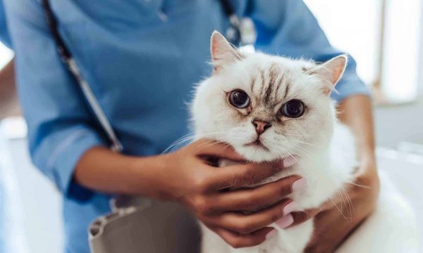 Ostéopathie pour chat : Tout Savoir sur cette médecine naturelle