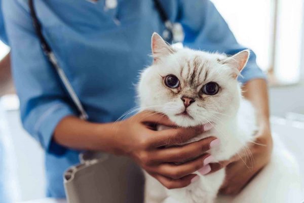 L’ostéopathie pour chat