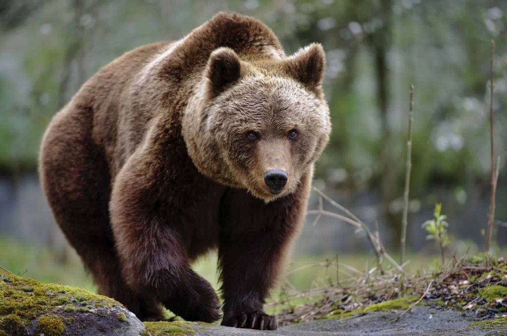 ours brun