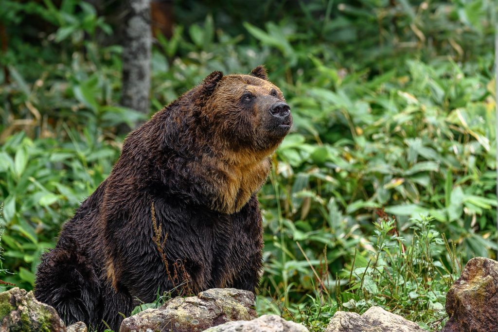 grizzly noir
