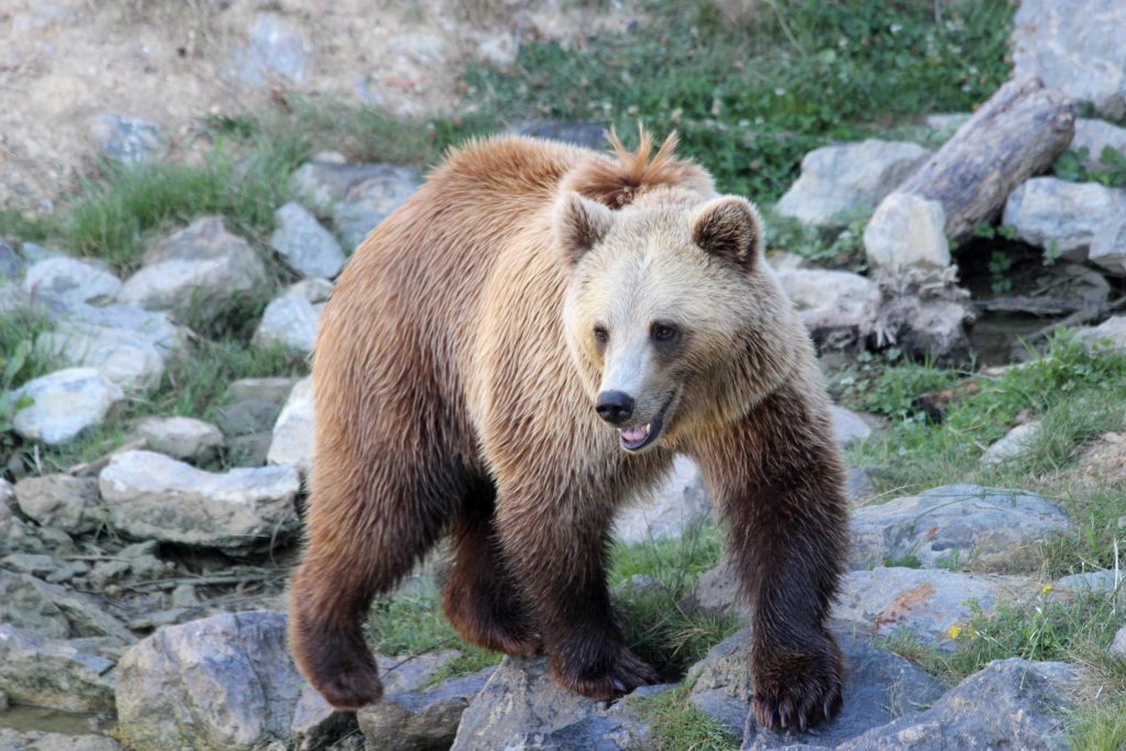 Ours brun pyrénées