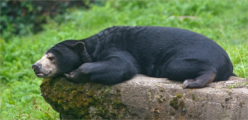 Ours malais à Bornéo