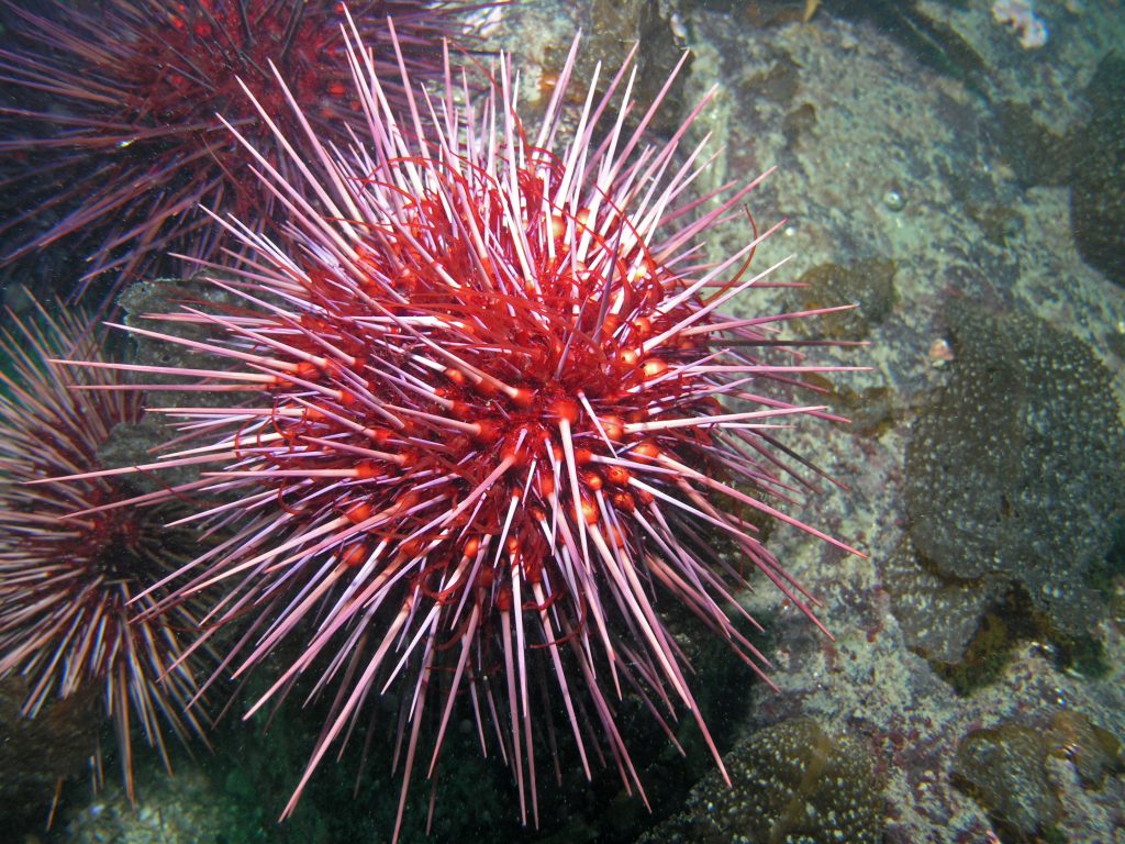 Oursin rouge géant