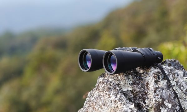 Comment choisir ses jumelles pour observer les animaux ?
