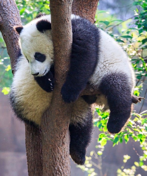 Le panda Géant