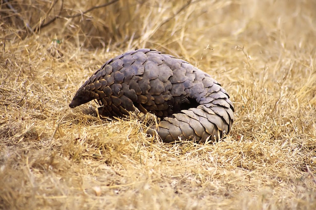 Pangolin de Malaisie