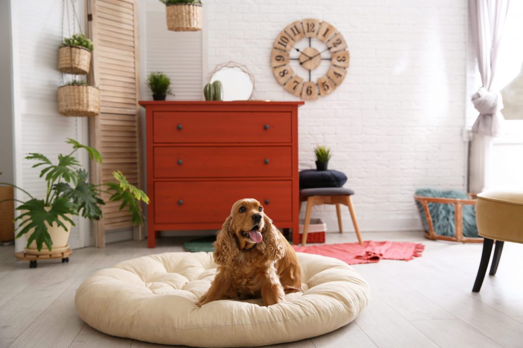 chien dans son panier du salon