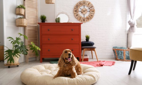 Où placer le panier de son chien ?