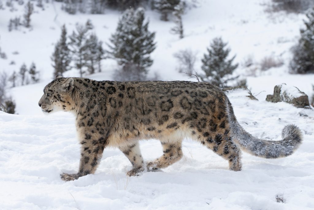 panthère des neiges