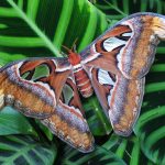 Quels animaux voir en Asie ?