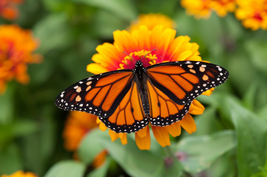 papillon monarque