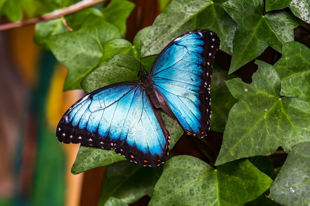 Papillon morpho bleu photographié au Costa Rica