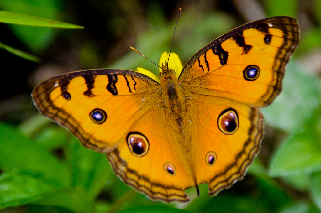 Papillon à Bali Peacock Pansy