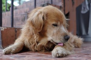 Les parasites externes du chien