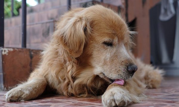 Les parasites externes du chien