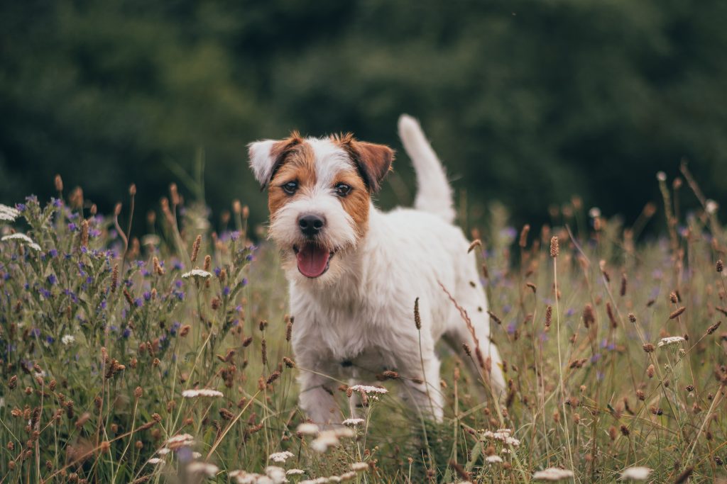 Parson Russel Terrier