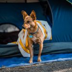 Partir en camping avec son chien : conseils & astuces