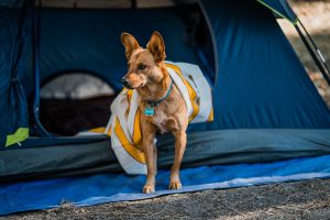 Partir en camping avec son chien : conseils & astuces