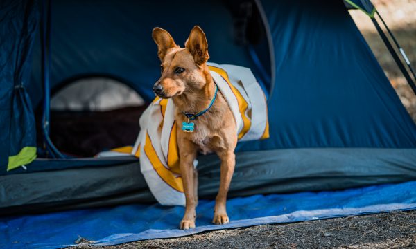 Partir en camping avec son chien : conseils & astuces