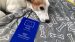 Le passeport du chien : document indispensable pour voyager