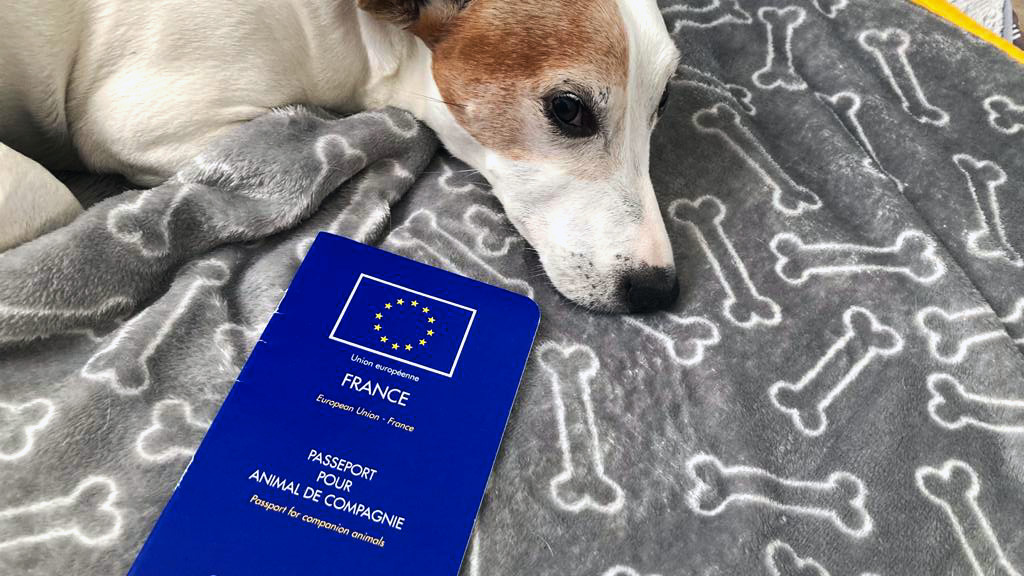 Passeport du chien Voyager avec son chien — Autour des animaux
