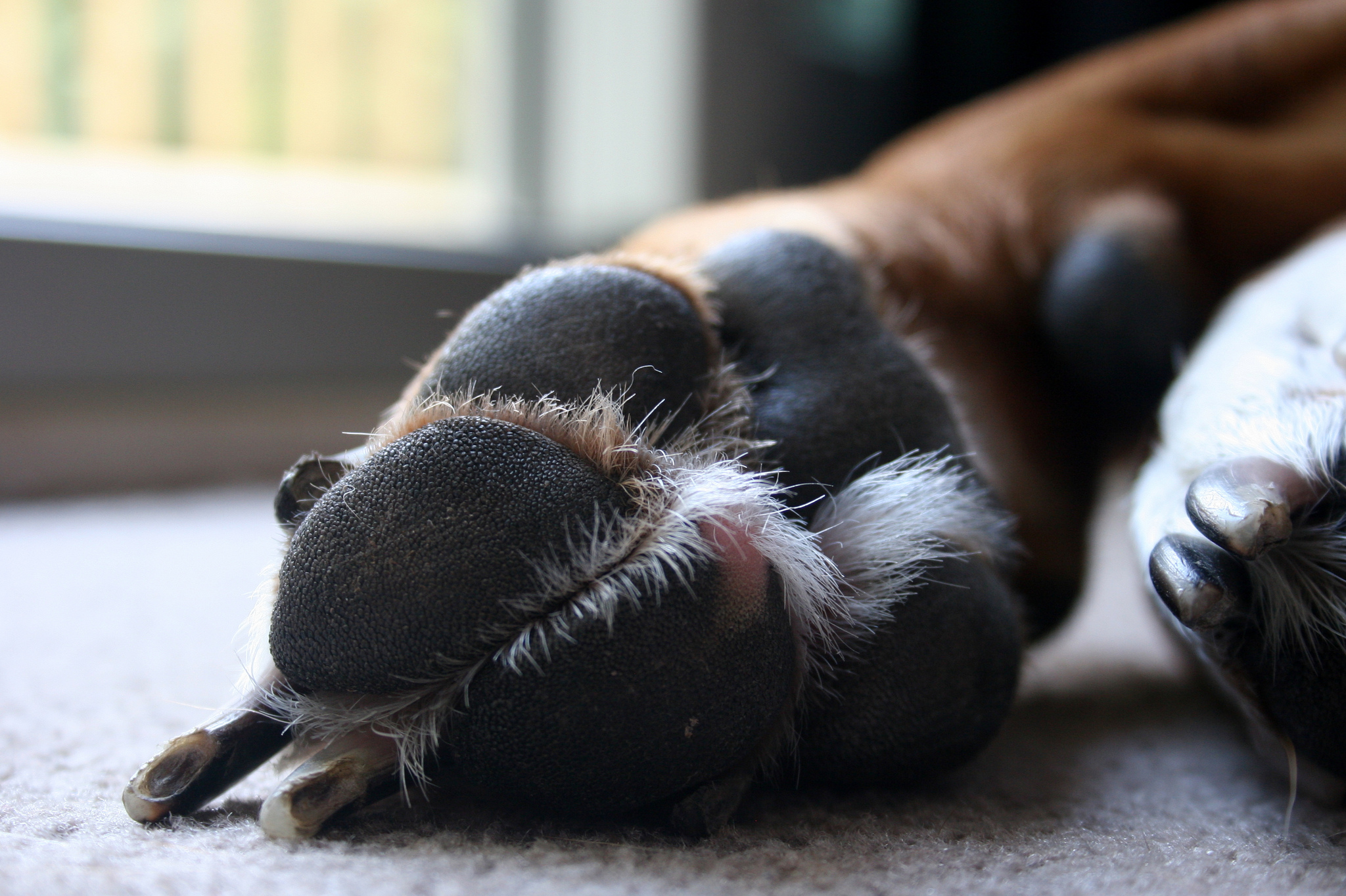 Pododermatite Du Chien Causes Symptomes Et Traitement Sante Du Chien Autour Des Animaux