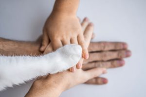 Animaux et troubles du voisinage : que dit la loi ?