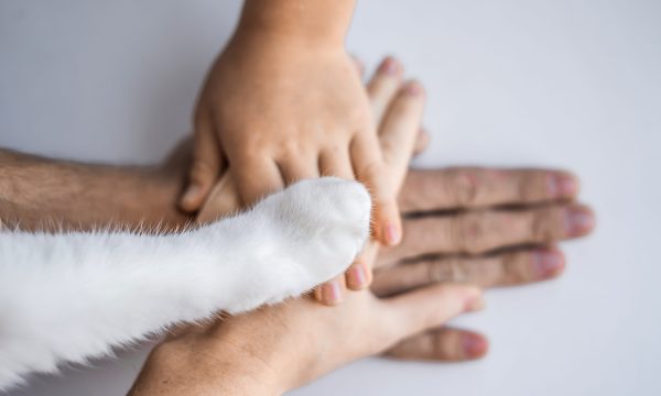 Animaux et troubles du voisinage : que dit la loi ?