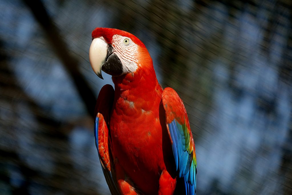 Perroquet ara rouge