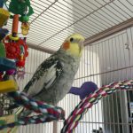 Quelle cage choisir pour un perroquet ?