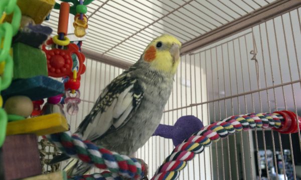 Quelle cage choisir pour un perroquet ?