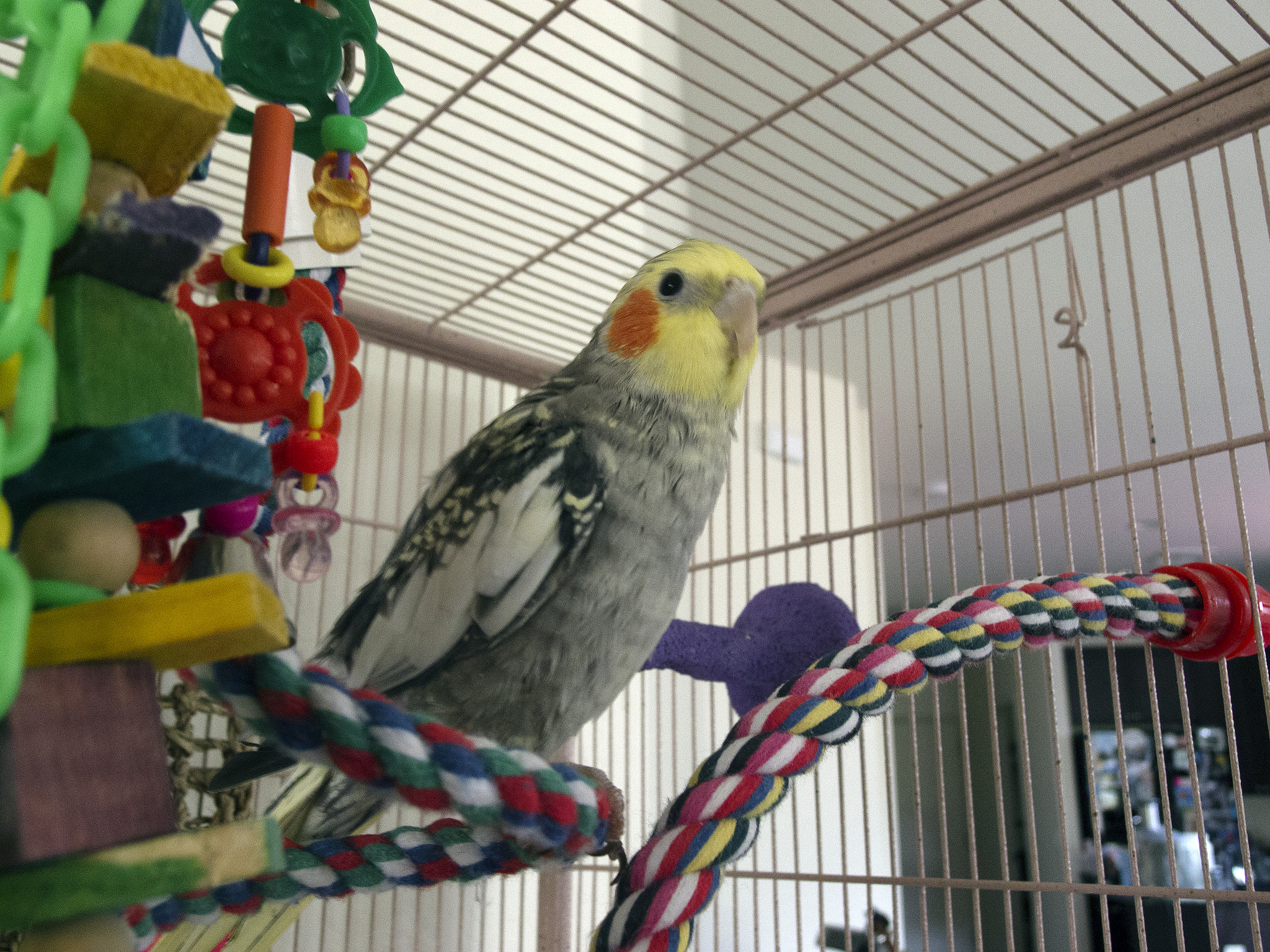 Les Perroquet De La Place D Arezzo Perroquet : choisir la cage de son perroquet — Autour Des Animaux