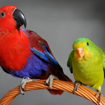 Perruche et perroquet : quelles sont leurs différences ?