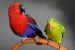 Quelles sont les différences entre une perruche et un perroquet ?
