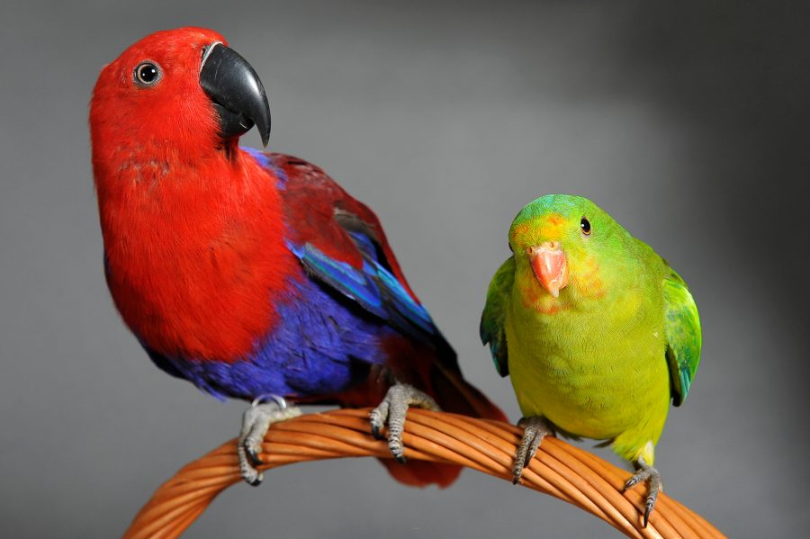 Perruche et perroquet : quelles sont leurs différences ?
