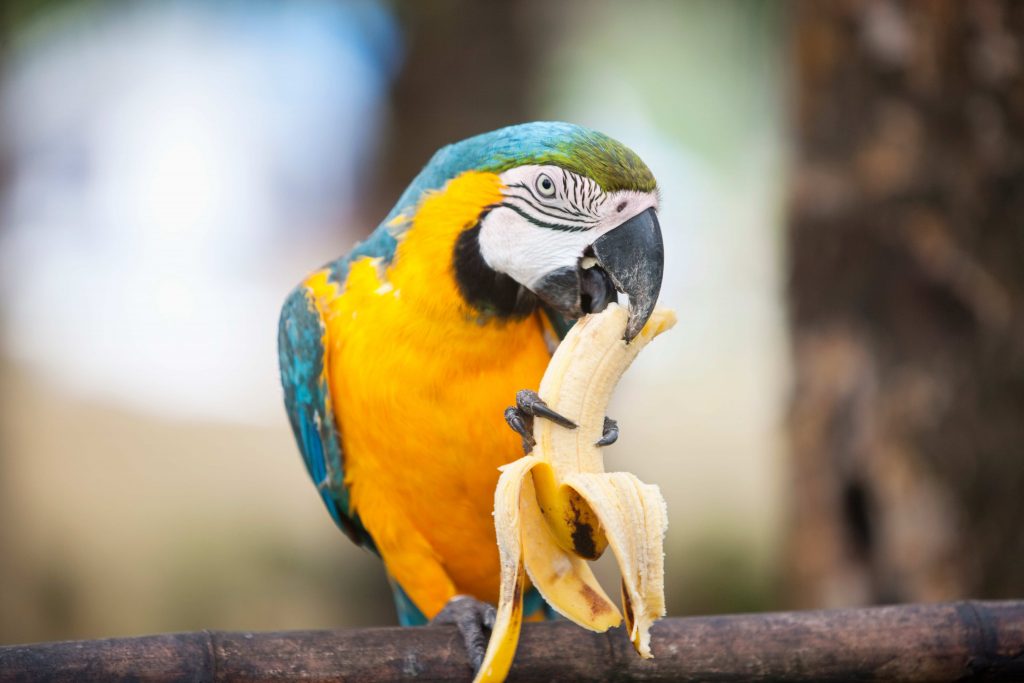 Perroquet qui mange un fruit frais