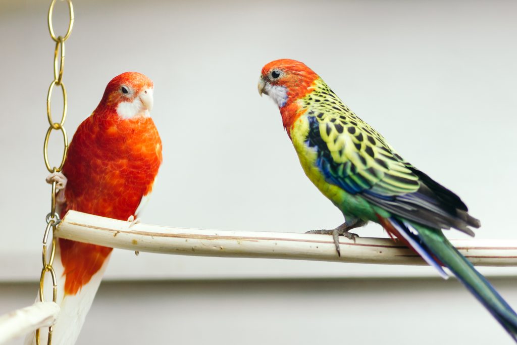 Présentations entre deux perroquets