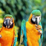 Que mange un perroquet ?