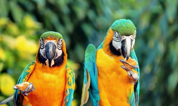 Que mange un perroquet ?