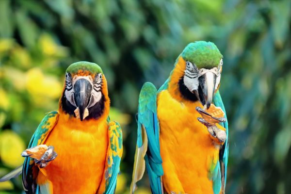 Alimentation des perroquets : quels aliments choisir pour nourrir les perroquets ?
