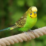 Quel oiseau de compagnie choisir ?