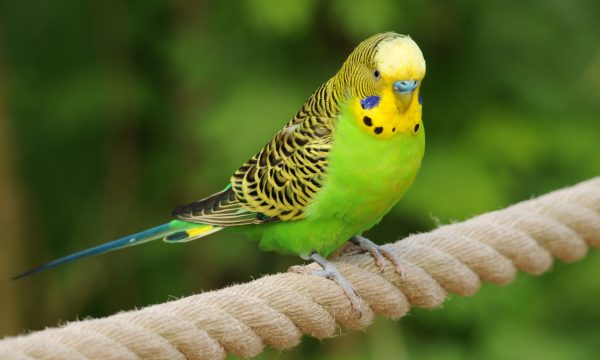 Quel oiseau de compagnie choisir ?