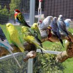 Quels oiseaux mettre dans la même cage ?