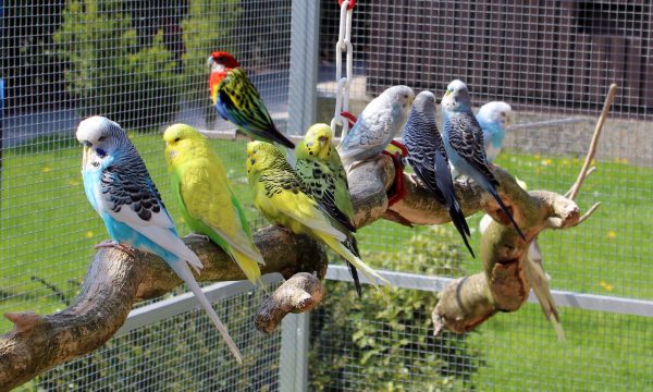 Quels oiseaux mettre dans la même cage ?